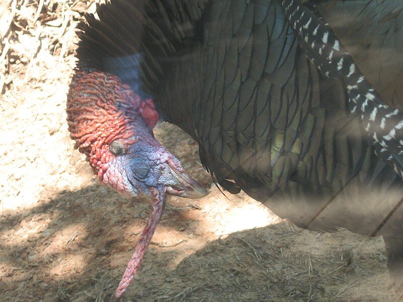 File:WildTurkeyOKCZoo.JPG