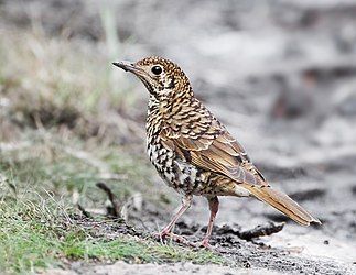 Bassian Thrush