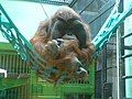 There are no longer any orangutans at Artis