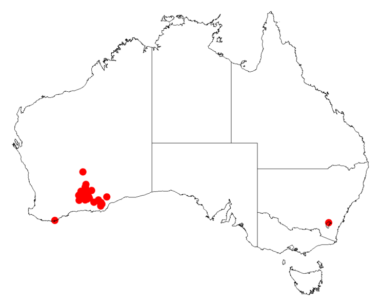 File:Acacia dempsteriDistMap273.png