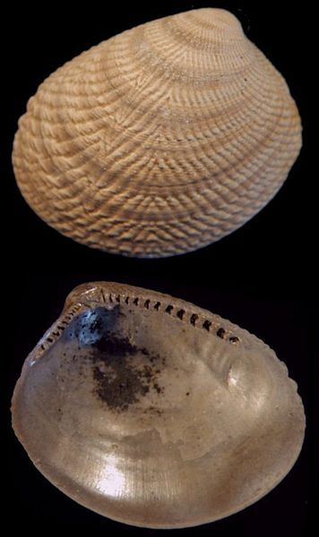 File:Acila cobboldiae.jpg