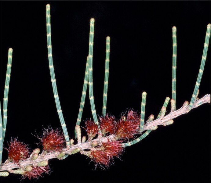 File:Allocasuarina lehmanniana.jpg