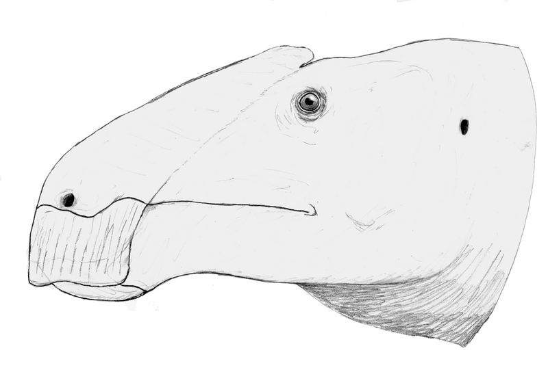 File:Anasazisaurus LM.png