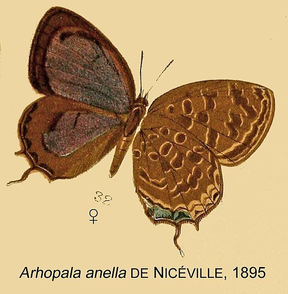 File:AnellaDeNiceville1895OD.jpg