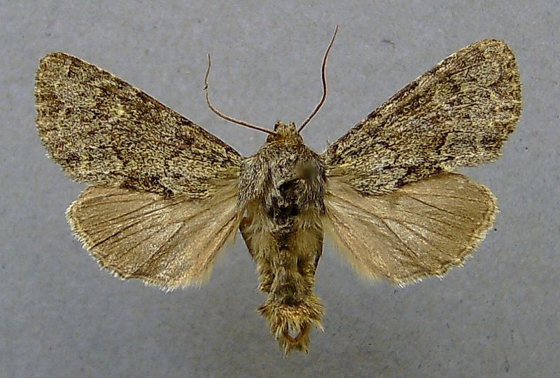 File:Apamea zeta.jpg