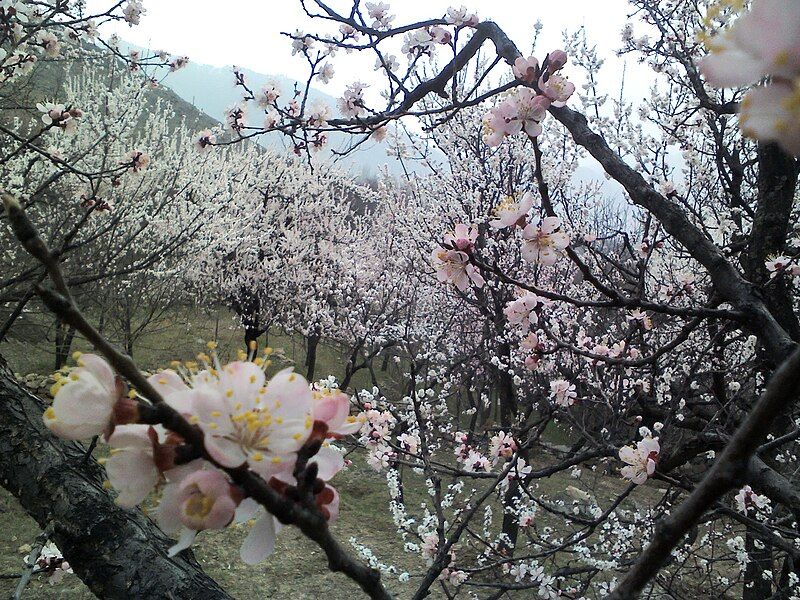 File:Apricot Orchard.jpg