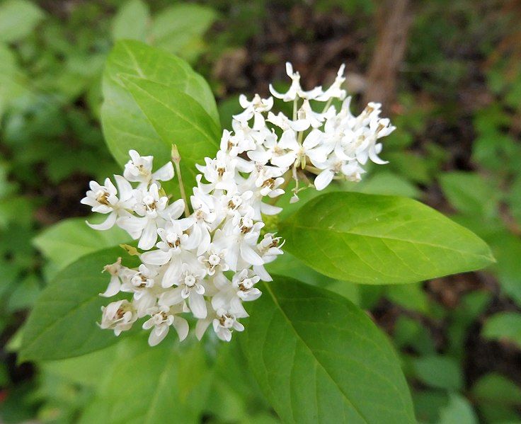 File:Asclepias texana.jpg