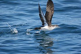 Audobon's Shearwater.jpg