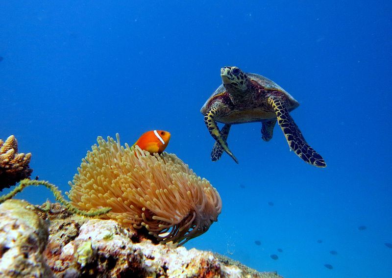 File:Baa Atoll Maldives.JPG