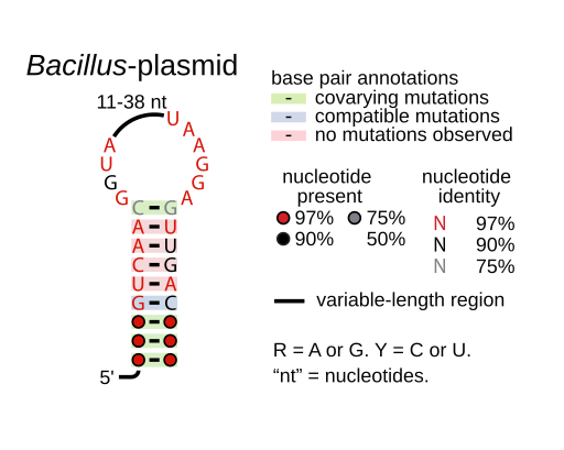 File:Bacillus-plasmid-RNA.svg