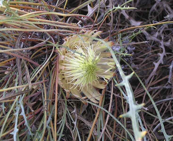 File:Banksia rufa.jpg