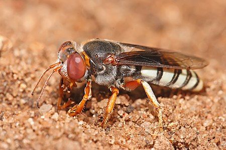 Sand wasp digging its nest, by Muhammad Mahdi Karim