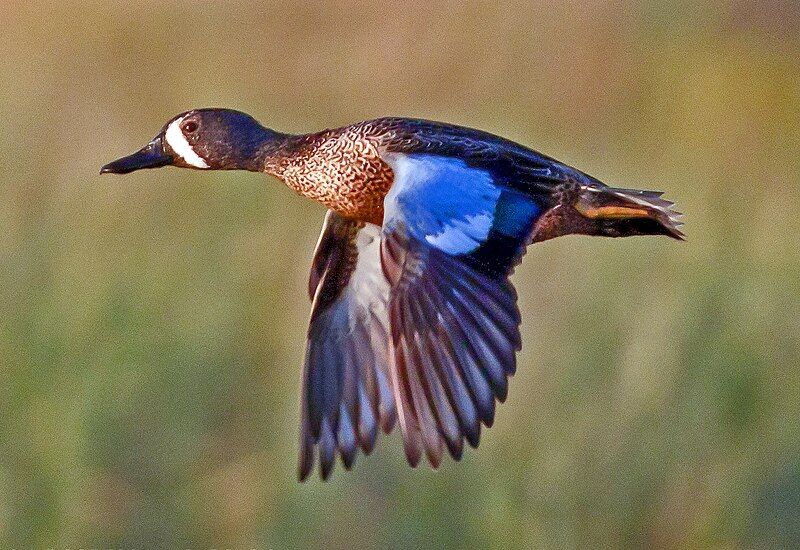 File:Blue-winged Teal.jpg