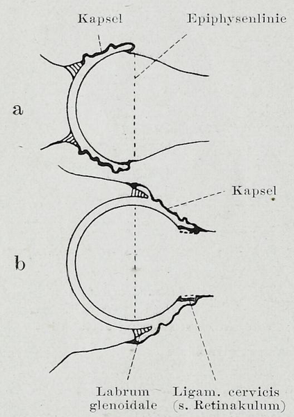 File:Braus 1921 261.png