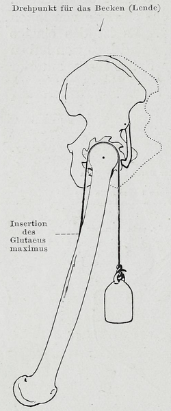 File:Braus 1921 263.png