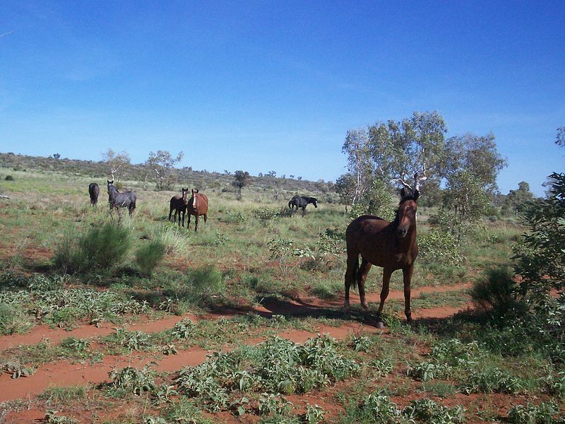 File:Brumbies.jpg