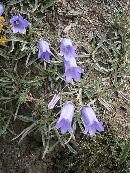 File:Campanula alpestris 01.JPG