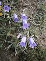 Campanula alpestris