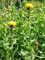 Centaurea macrocephala