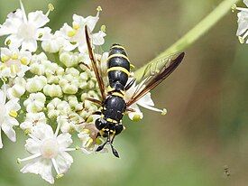 Ceriana conopsoides