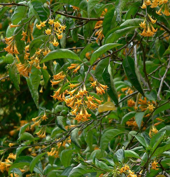 File:Cestrum aurantiacum 2.jpg