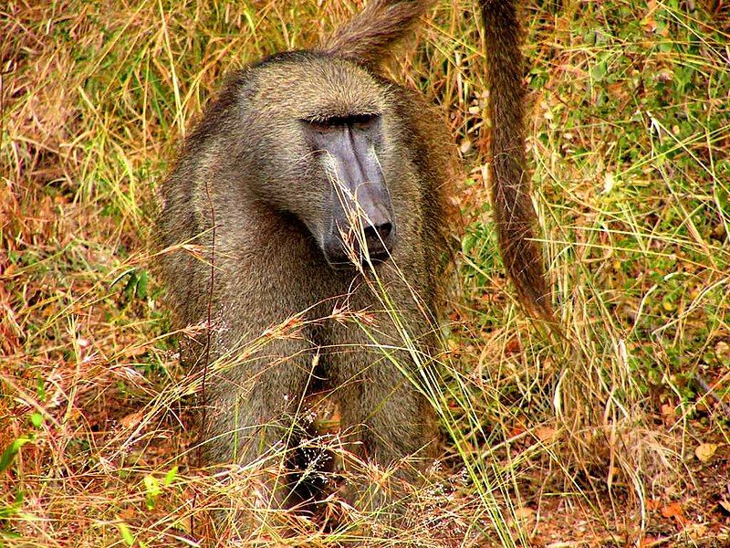 File:Chacma Baboon, male.jpg