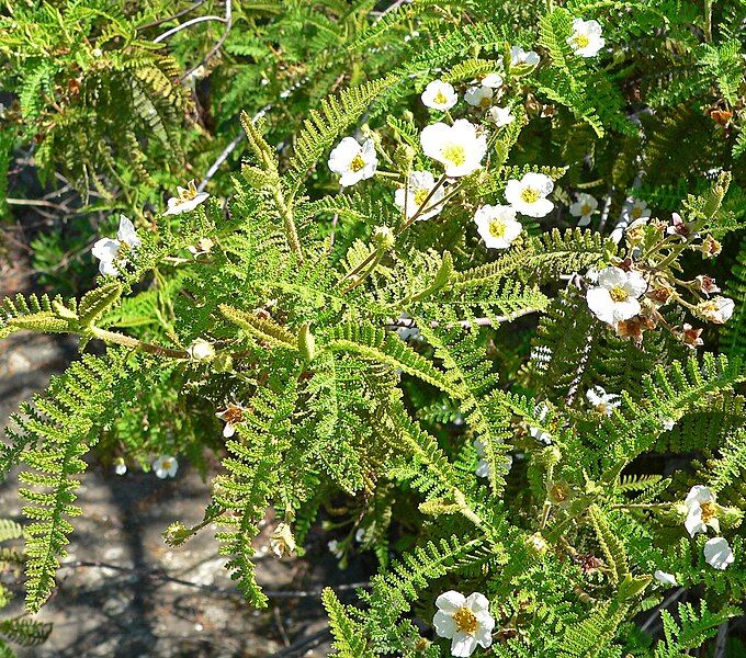 File:Chamaebatia australis 1.jpg