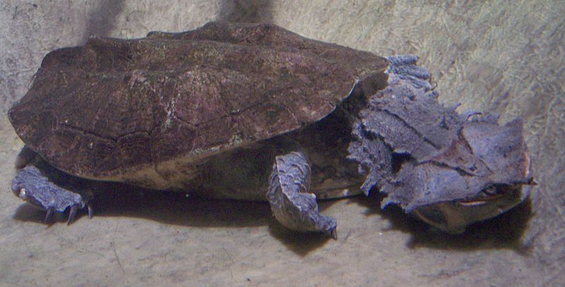 File:Chelus fimbriatus 2005.jpg