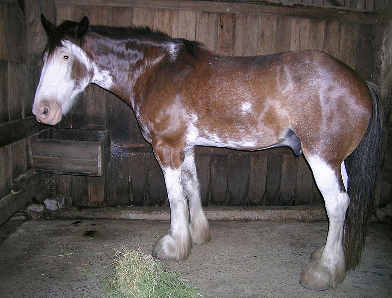 File:Clydesdale 5.JPG