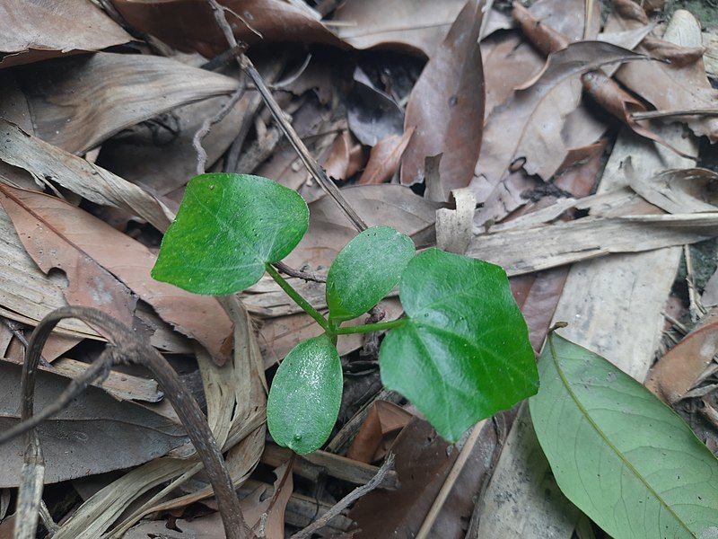 File:Coccinia grandis sapling.jpg