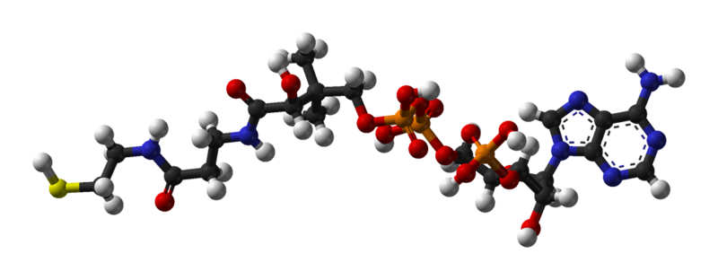 File:Coenzyme-A-3D-balls.png