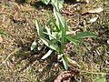 Colchicum bulbocodium leaves