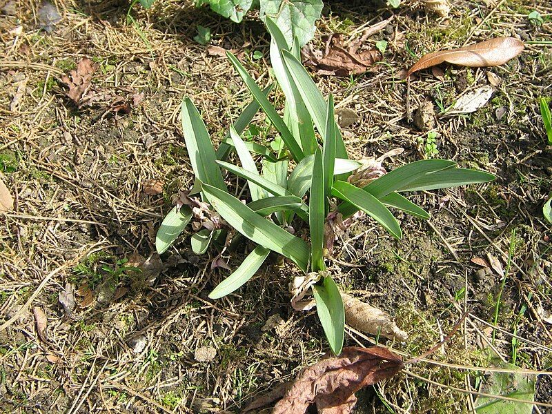 File:Colchicum bulbocodium (leaves).jpg