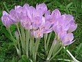 Colchicum byzantinum old plant