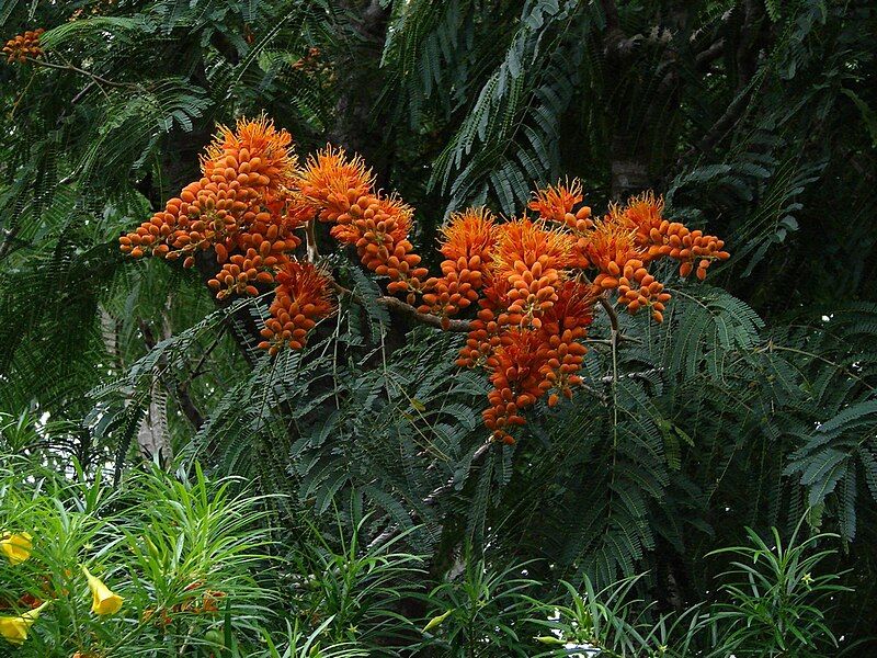 File:Colvillea racemosa 1.jpg