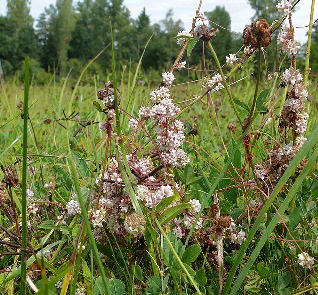 File:Cuscuta epithymum 140808b.jpg