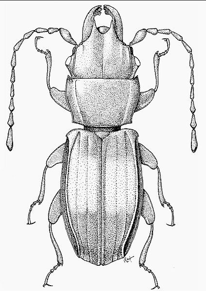 File:Deinophloeous sheilae habitus.jpg