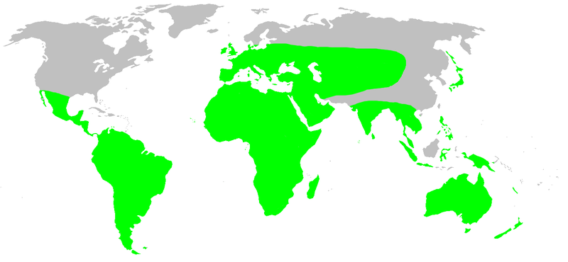 File:Distribution.zodariidae.1.png