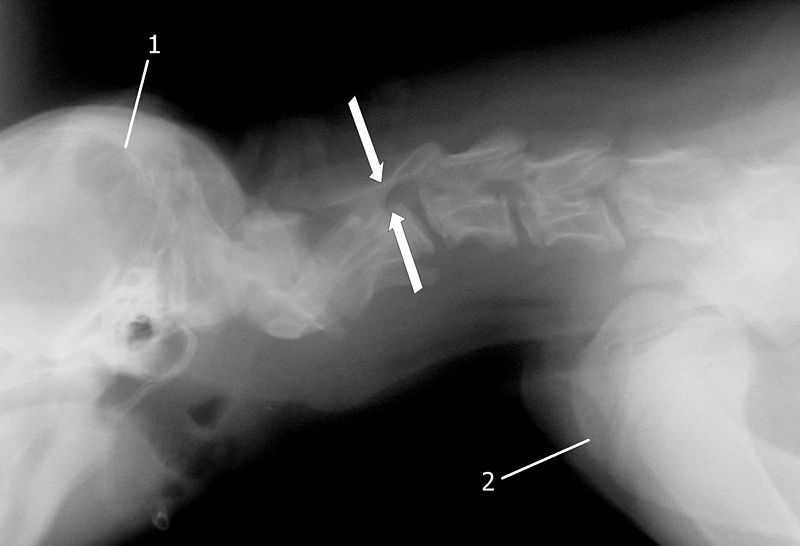 File:DogAxisMalformation.jpg