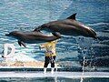 Dolphin show in Pattaya, Bangkok