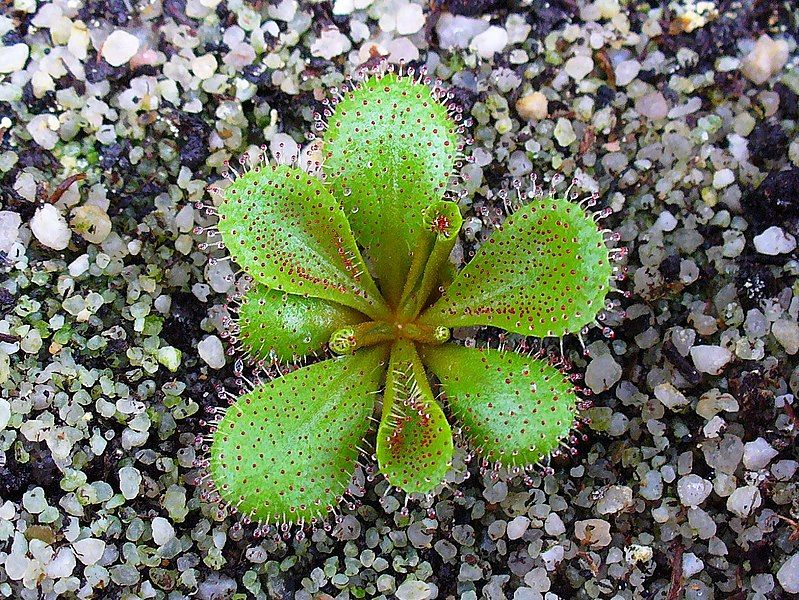 File:Drosera bulbosa 001.JPG