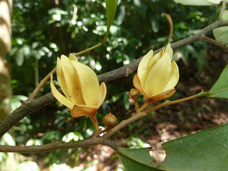 File:Duguetia confusa.jpg