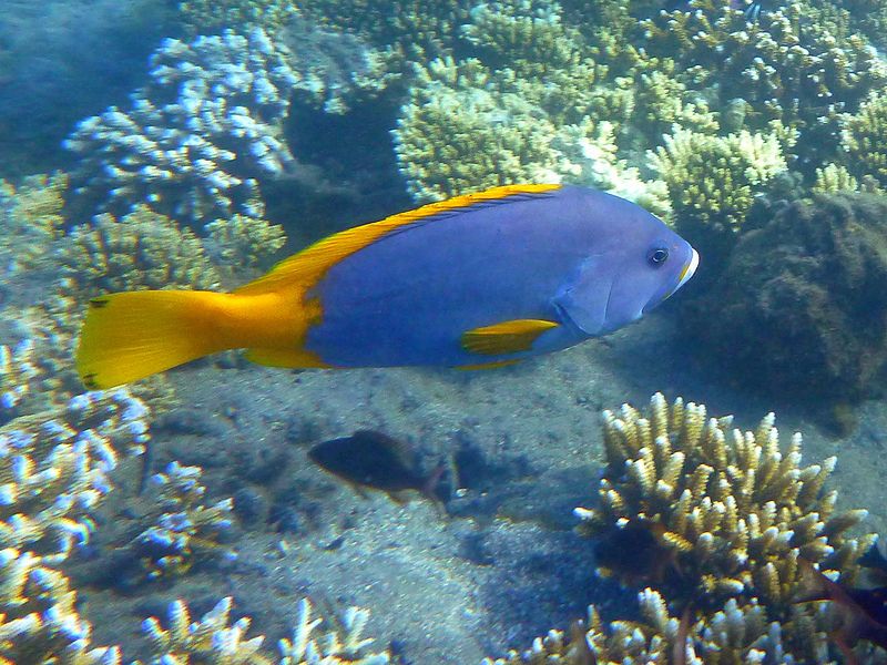 File:Epinephelus flavocaeruleus juvénile.JPG