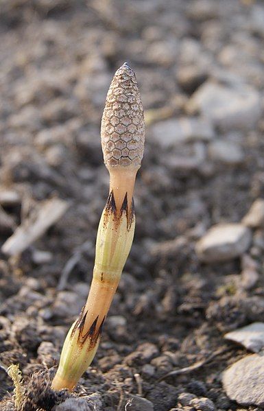 File:Equisetum arvense-271.JPG