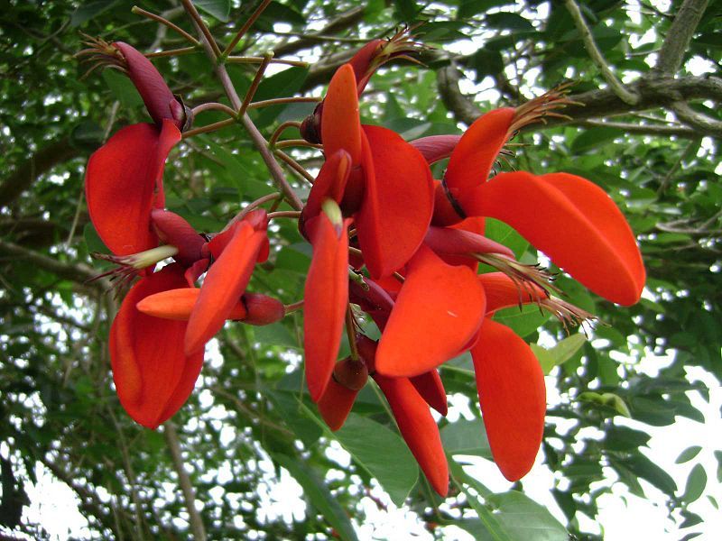 File:Erythrina fusca.jpg