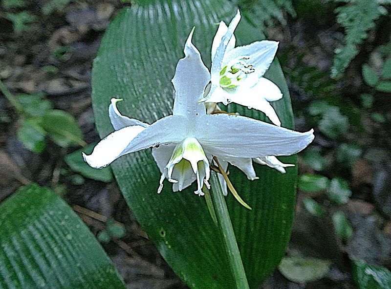 File:Eucharis candida (14277378282).jpg