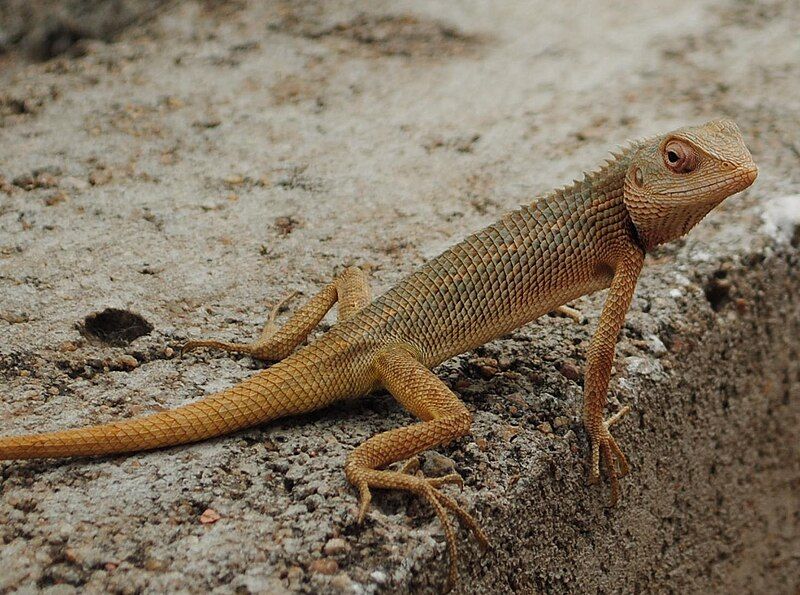 File:GARDEN LIZARD.jpg