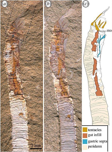 File:Gangtoucunia (cropped).jpg