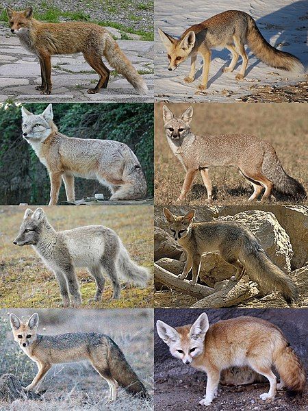 File:Genus vulpes.jpg