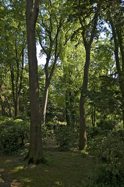 File:Giardini Papadopoli (arbres).jpg